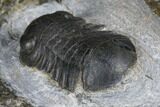 Nileus Armadillo Trilobite - Slemestadt, Norway #181844-3